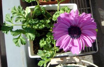 anemone02282