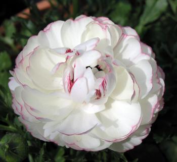 ranunculus0803031