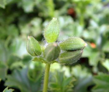 pelargonium0803042