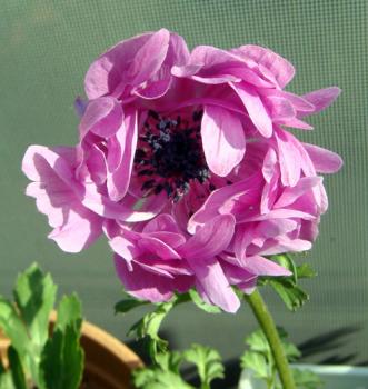 anemone03071