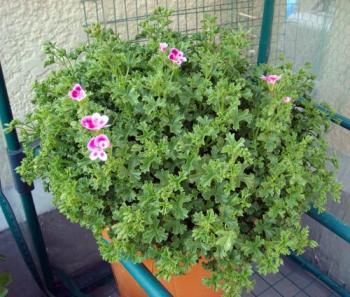 pelargonium0803081